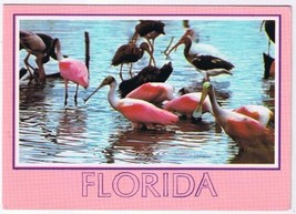 Postcard Roseate Spoonbills In Florida - £1.69 GBP