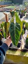 2 Philodendron Melanochrysum  2 - 3 leaf free Phytosanitary &amp; 1 Scindapsus Exoti - £130.89 GBP