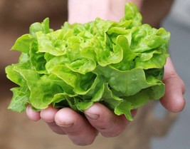 SR12Store Tom Thumb Lettuce Seeds Nongmo Heirloom 300 Fresh Garden Seeds US Prod - £6.47 GBP