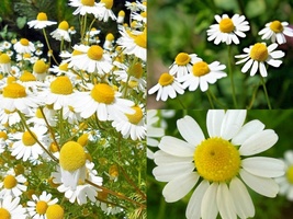 2001+Common German CHAMOMILE Flower Herb Tea Seeds Garden Container Easy - £10.39 GBP