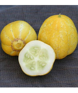 PWO 25 Seeds Lemon Cucumber Planting Edible Food Easy To Grow Garden - $4.39