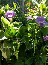 VIOLET MEDICINAL CHINESE  LIVE PLANT - £34.75 GBP