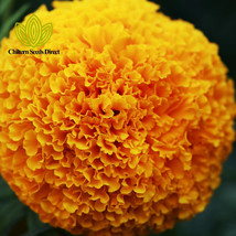 Simple Pack 60 seed  African Marigold Fantastic Mix Yellow and Orange - £5.56 GBP