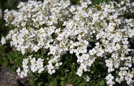 Fresh Seeds White Alpine Rockcress Seeds 200 Flower Arabis Alpina Perennial Grou - $4.18