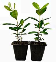 2 Pack Guava Pineapple Tree Plant Garden Greenhouse Best Gift Live Plants Yard - £50.66 GBP
