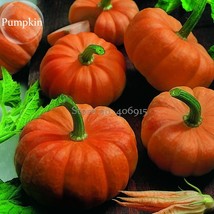 Heirloom Orange Jack Be Little Pumpkin, 10 seeds, delicious nutritious healthy g - £3.02 GBP