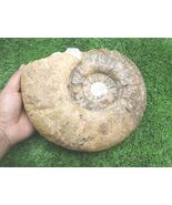 8"  Nice Acanthoceras Ammonite Authentic Cretaceous Fossil from Morocco - $137.61