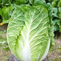 Napa Cabbage Seed Var.Shogun Usa Fast Shipping - £6.41 GBP