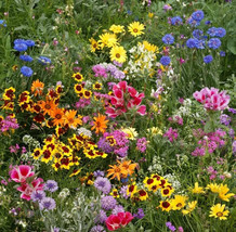 250 Late Bloomer Wildflower Mix Seeds Autumn Flowers Fall Bloom US Fast ... - $35.52 MXN