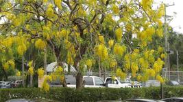 25 Seeds Golden Shower Tree (Cassia fistula) - £5.94 GBP