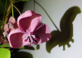 Akebia Quinata (aka Chocolate Vine) Rooted Plant in container - £71.66 GBP
