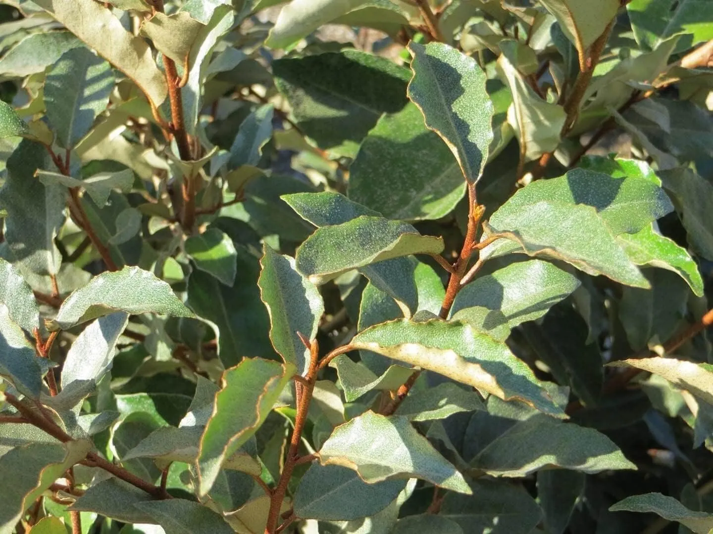 Elaeagnus Pungens Large Plants Thorny Olive Hardy - $63.89