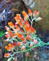 GIB Dudleya cymosa | Orange | Canyon Liveforever | 20 Seeds - £16.78 GBP