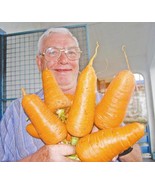 NEW GIANT CARROT* BULK 1000 SEEDS * MEDICINAL*HEALTHFUL* FIBRE*ANTIOXIDANT - $10.22 CAD