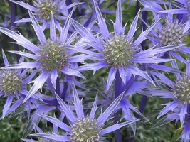 Florist Choice! Blue Star Sea Holly (Eryngium Planium) 50+ seedsdrought - £2.64 GBP