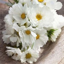 100 Seeds White Cosmos Flower Seeds - £11.78 GBP