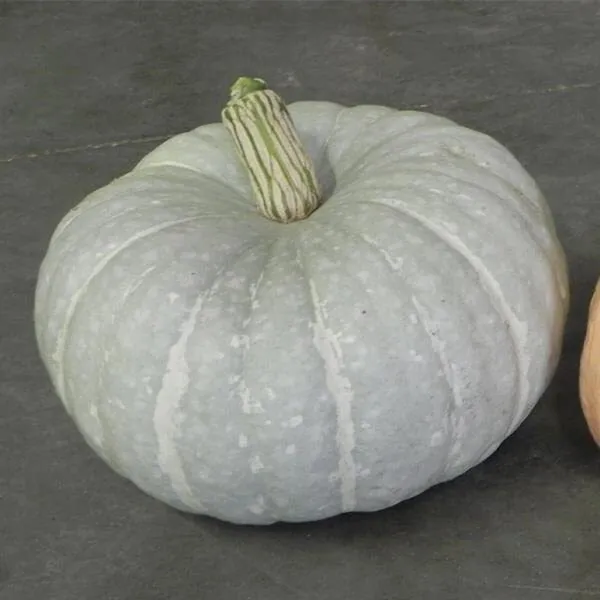 Silver Moon Pumpkin Seeds 10 Seeds Per Packet Grow Silver Stacker Pumpkins Fresh - £16.49 GBP