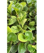 Pepperomia Plant - €13,98 EUR