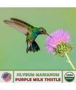 SML 100 Organic Purple Milk Thistle Seeds Silybum Marianum Hummingbird F... - €12,40 EUR