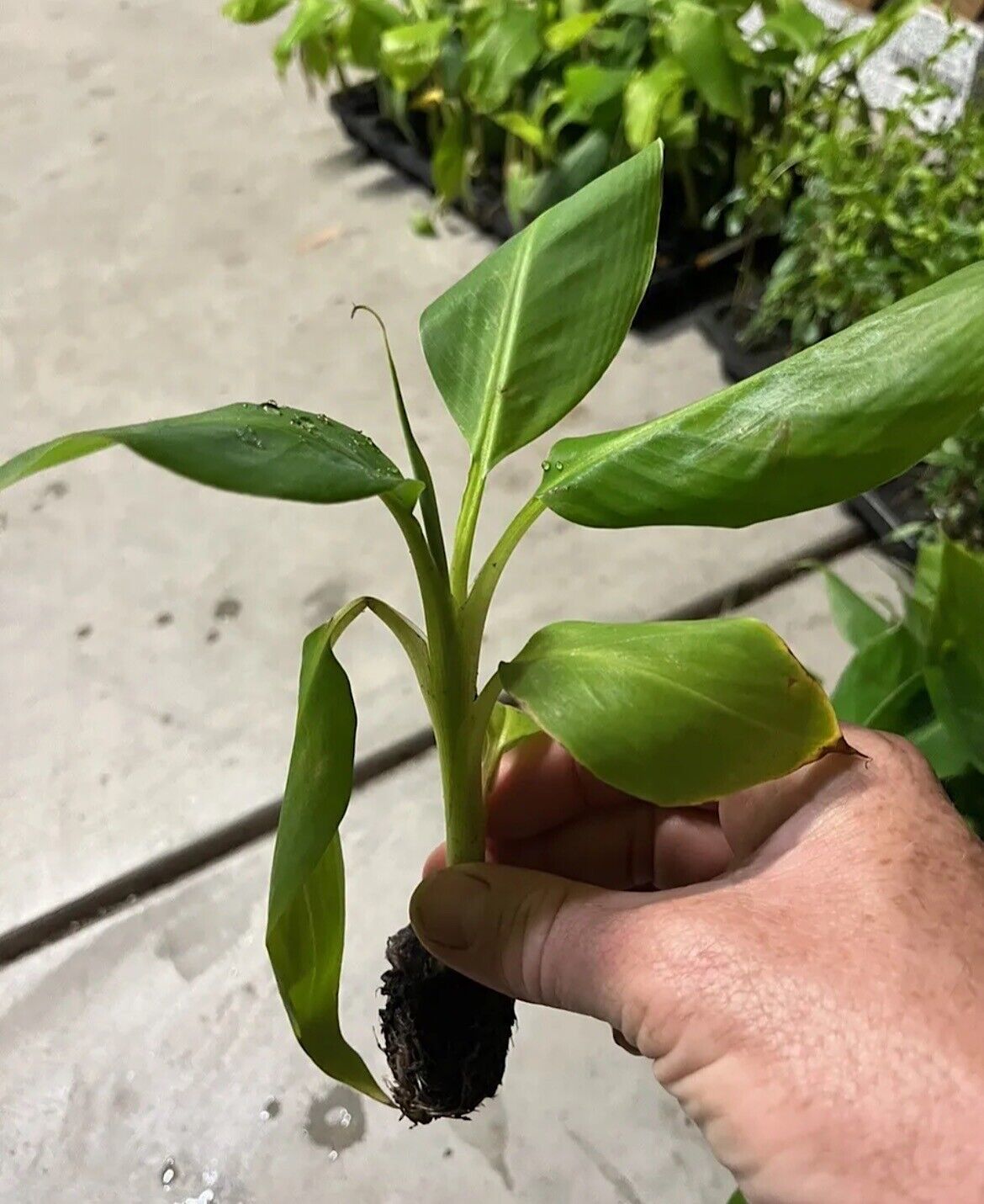 Primary image for 2 Live Plants Musa 'Gran Nain' Banana Trees