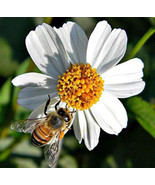 Semilir 4&quot;&quot; Plant Spanish Needles Bidens Pilosa Alba Perennial Flower Ho... - $601.25 MXN