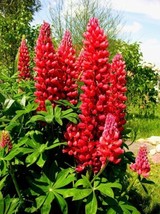 25 Red Flame Lupine Seeds Flower Perennial Flowers Hardy Seed 1027 US SE... - £10.98 GBP