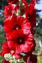 VP Bright Red Hollyhock Perennial Flower Flowers 25 Seeds - £6.12 GBP