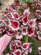 Harmony&#39;s Raspberry Beret, in a 6 inch pot, Very full large begonia rex - £17.47 GBP