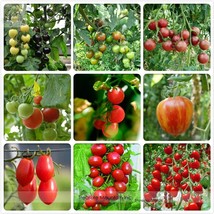 TM Mixed Heirloom 9 Types Edible Cherry Tomato Seeds 100 Seeds Very Sweet Delici - £5.09 GBP