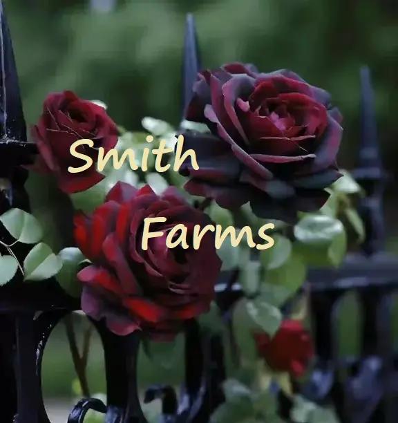 25+ Seeds Black Baccara Rose Flowers Bush Shrub Landscaping Planting Garden - $6.94