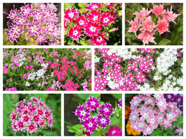 100 Twinkle Dwarf Phlox Drummondii Cuspidata Stellaris Star Mix Flower Seeds Fre - £11.82 GBP