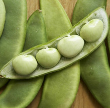 FRESH Fordhook 242 Lima Bean Seeds - Butter Pea Fava New - £7.72 GBP