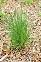 500 Prairie June Grass Seeds Easy Native Ornamental Drought Heat Cold Container - £14.14 GBP