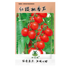 Worldwide Shipping 100Pcs Seeds Indoor Tomato Vishenka Cherry Red Vegetable Orga - $10.90