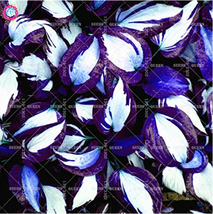 SL 100Pcs/Bag Colorful Hosta Seeds Dl247C - $3.17