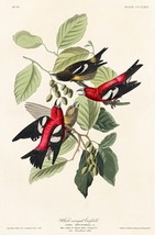 12098.Poster print or canvas wall decor design.Audubon bird.White wing Crossbill - £12.65 GBP+