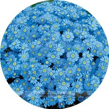 Heirloom &#39;Zhui Meng&#39; Light Blue Bellis Perennis Daisy Flower 20 Seeds Very Beaut - £7.78 GBP