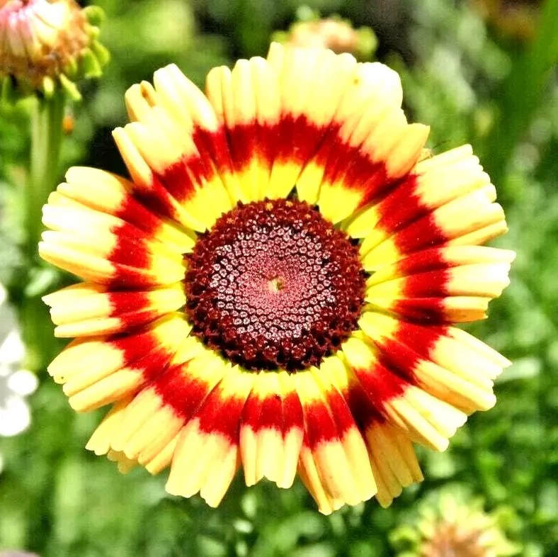 100+ PAINTED DAISY MIX SEEDS - HUGE FLOWERS - BUTTERFLIES BEES - BRIGHT COLORS Item image 2
