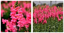 3,000 Seeds Tall Pink Snapdragon Seeds Home and Gardening - £25.53 GBP
