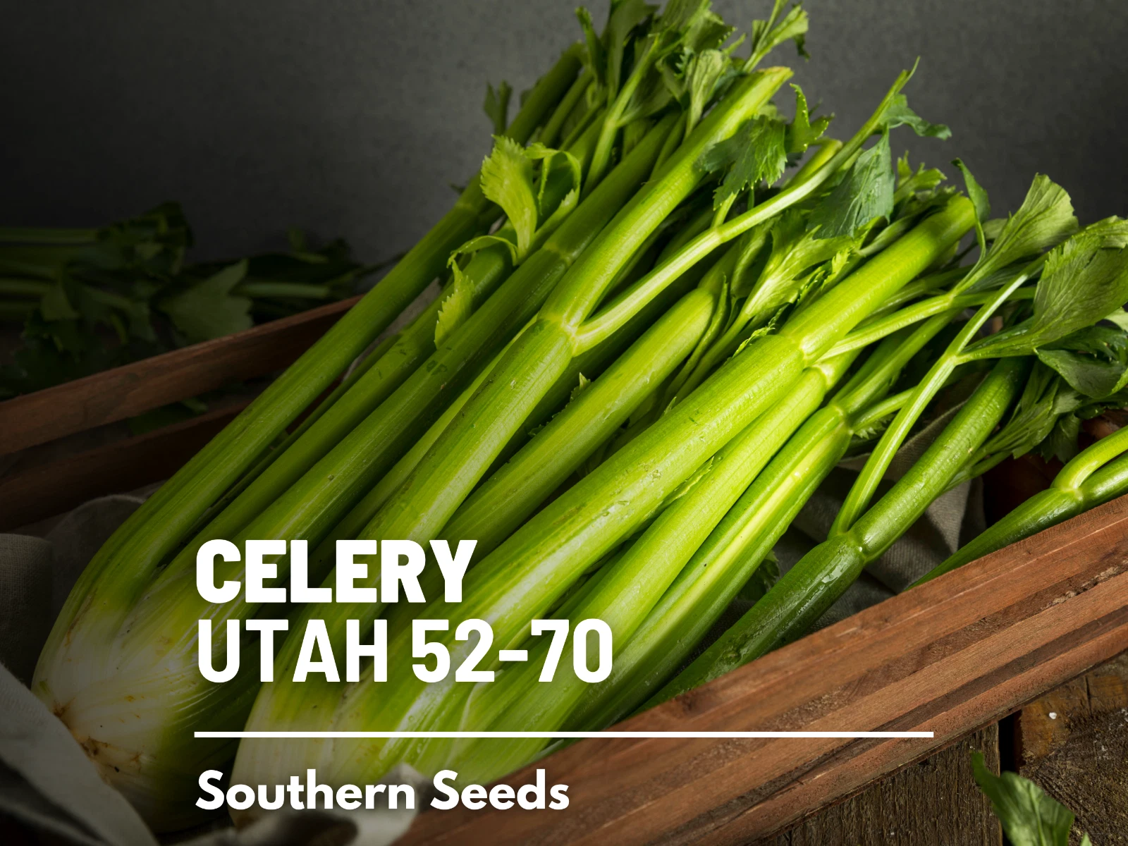 Celery, Utah 52-70 - 300 Seeds - Heirloom - Non GMO (Apium Graveolens) - $14.82