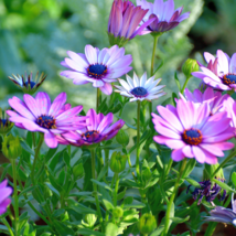 African Blue Eyed Daisy Flower Bonsai Osteospermum Flower - 100 Seeds - $6.61