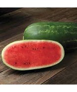 MX Premium Cal Sweet Supreme Watermelon Fresh Seeds Universal Favorite B... - $185.09 MXN