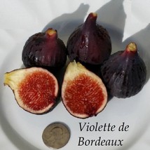 USA SELLER Violette De Bordeaux Fig Ficus Carica Live Well Rooted Starter Plant - $42.98