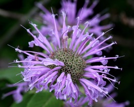SRN Hardy Purple Bee Balm Bergamontmonarda 30 Seeds Butterfly Magnet Garden - $10.15