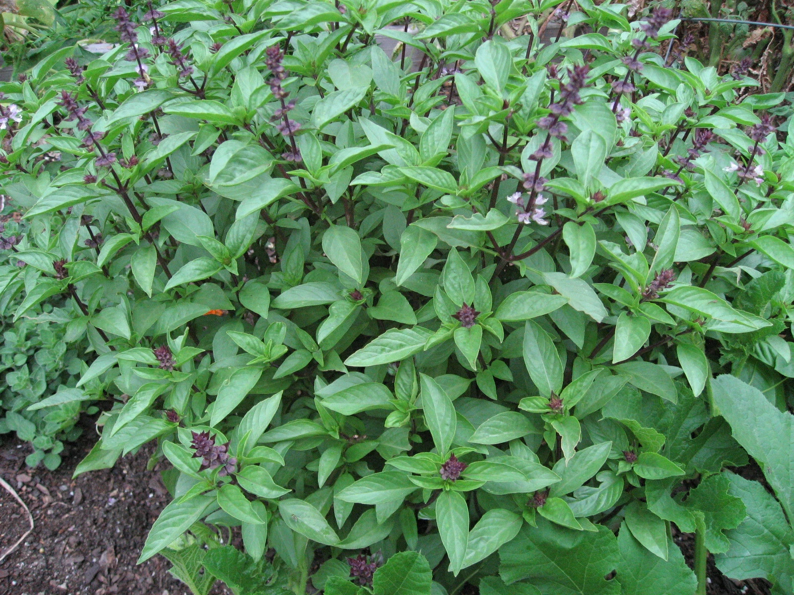 150 THAI SPICY BASIL NON - GMO FRESH FRESH HARVEST FOR GARDENS - $2.89