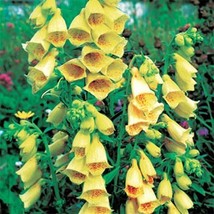 SKMO Foxglove Yellow 50 Seeds - £7.00 GBP