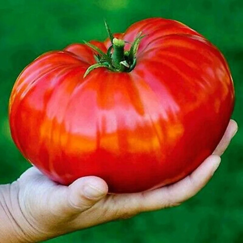 New Fresh Seeds Beefteak Tomato Seeds - $1.96