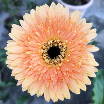 100 Seeds Light Orange African Gerbera Jamesonii Transvaal Daisy Garden USA Ship - £16.51 GBP