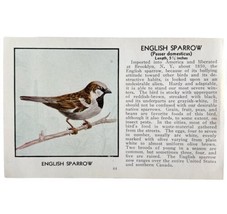 English Sparrow Bird Print 1931 Blue Book Birds Of America Antique Art P... - £14.95 GBP