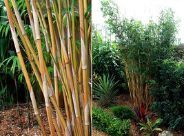 10 Divisions - Bambusa Alphonse Karr Clumping Bamboo -Rhizomes/ Starter ... - $350.00